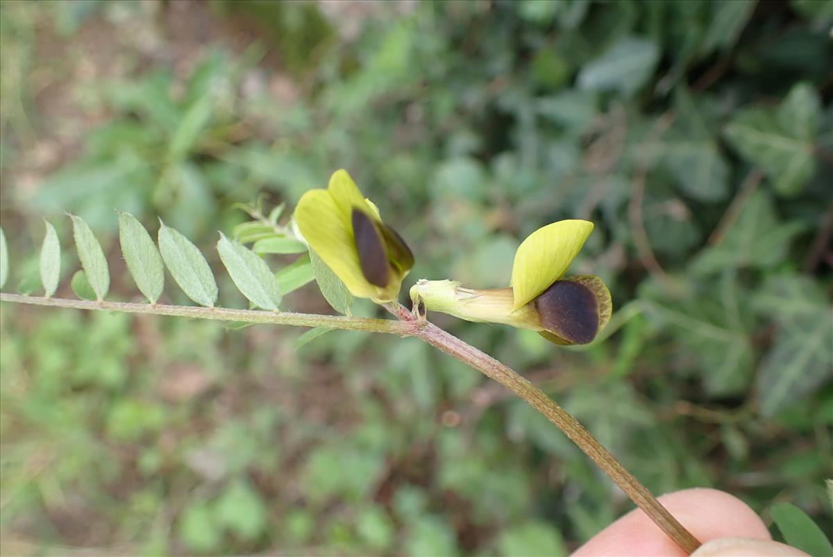 Vicia melanops (door Aad van Diemen)