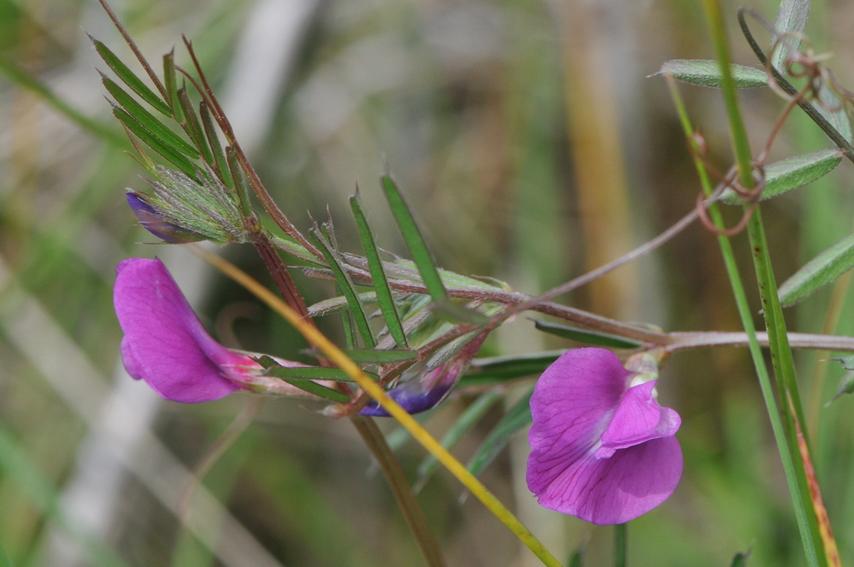 Vicia sativa subsp. angustifolia (door Hans Toetenel)