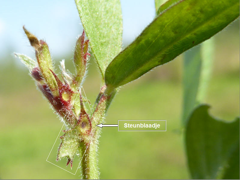 Vicia sativa (door Peter Wetzels)