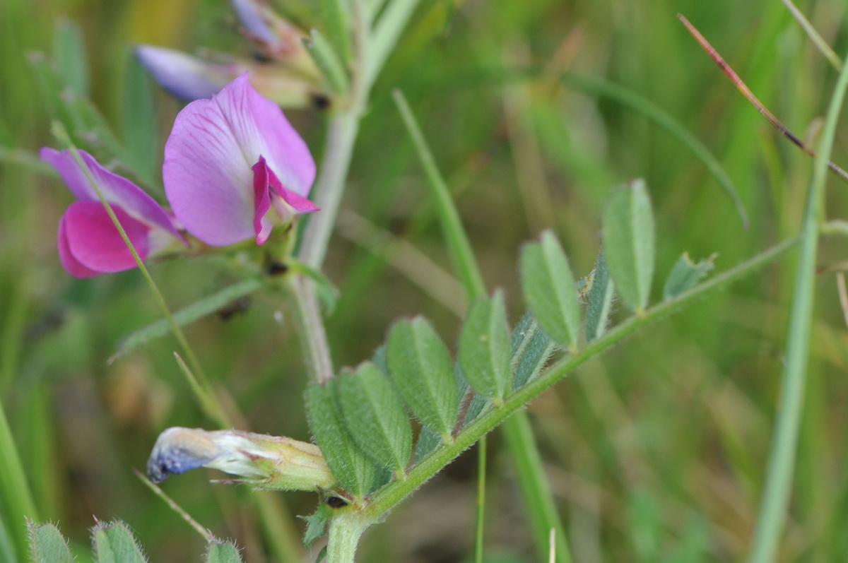 Vicia sativa subsp. segetalis (door Hans Toetenel)