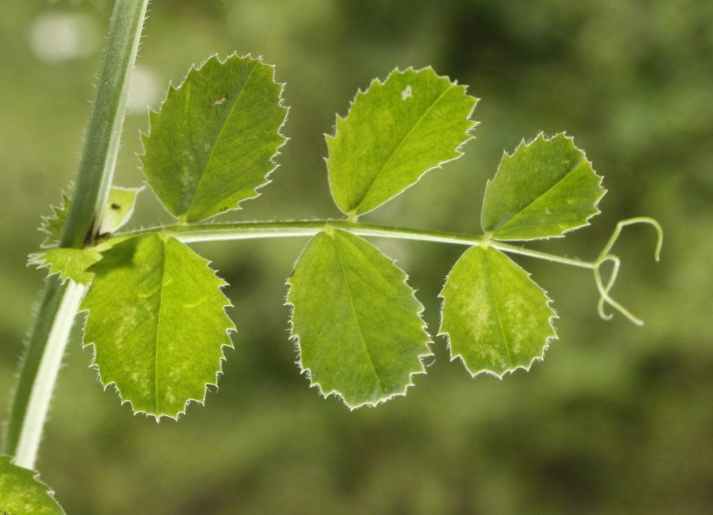 Vicia serratifolia (door Peter Meininger)