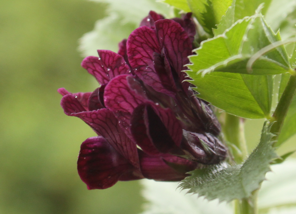 Vicia serratifolia (door Peter Meininger)