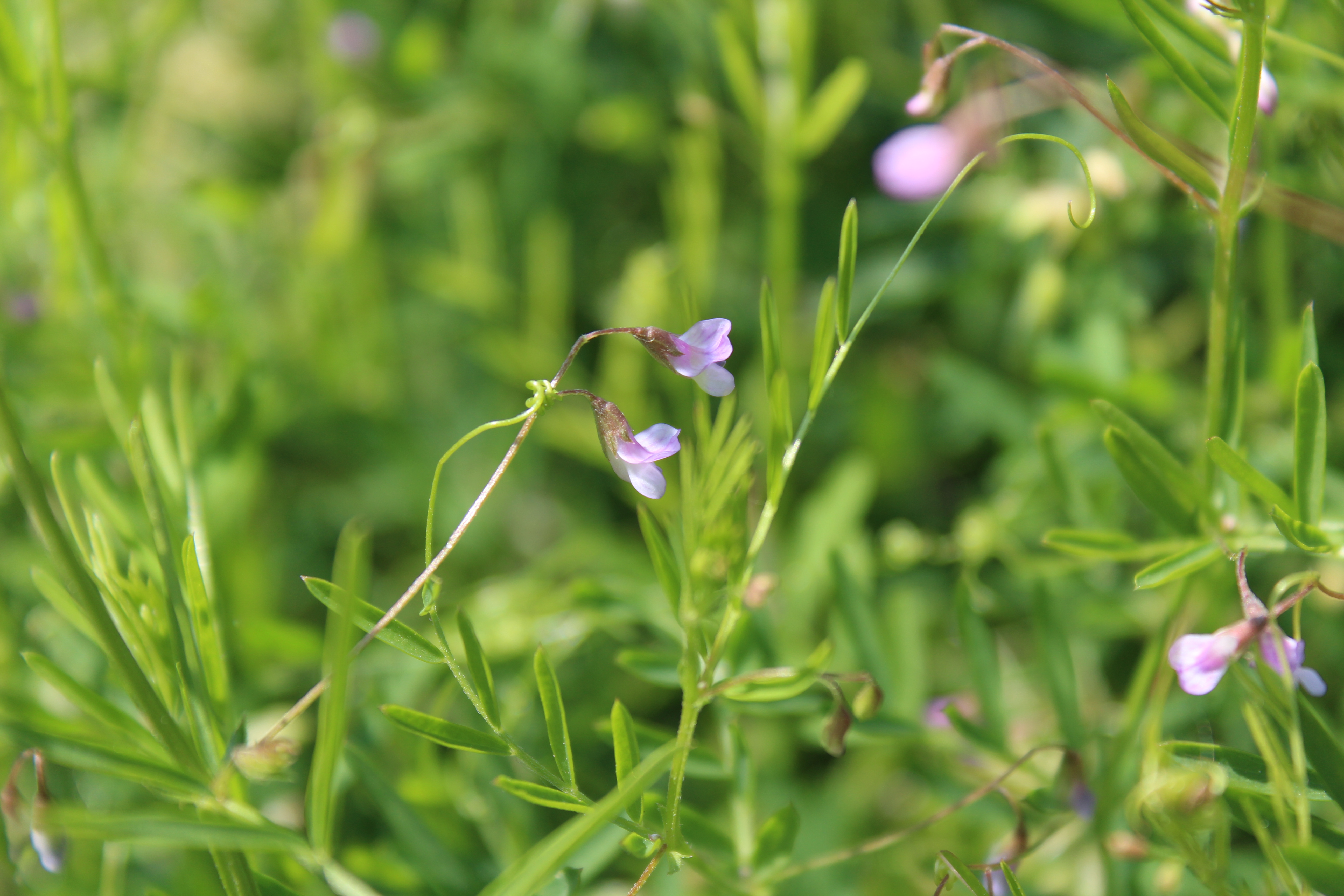 Vicia tetrasperma (door Niels Jeurink)