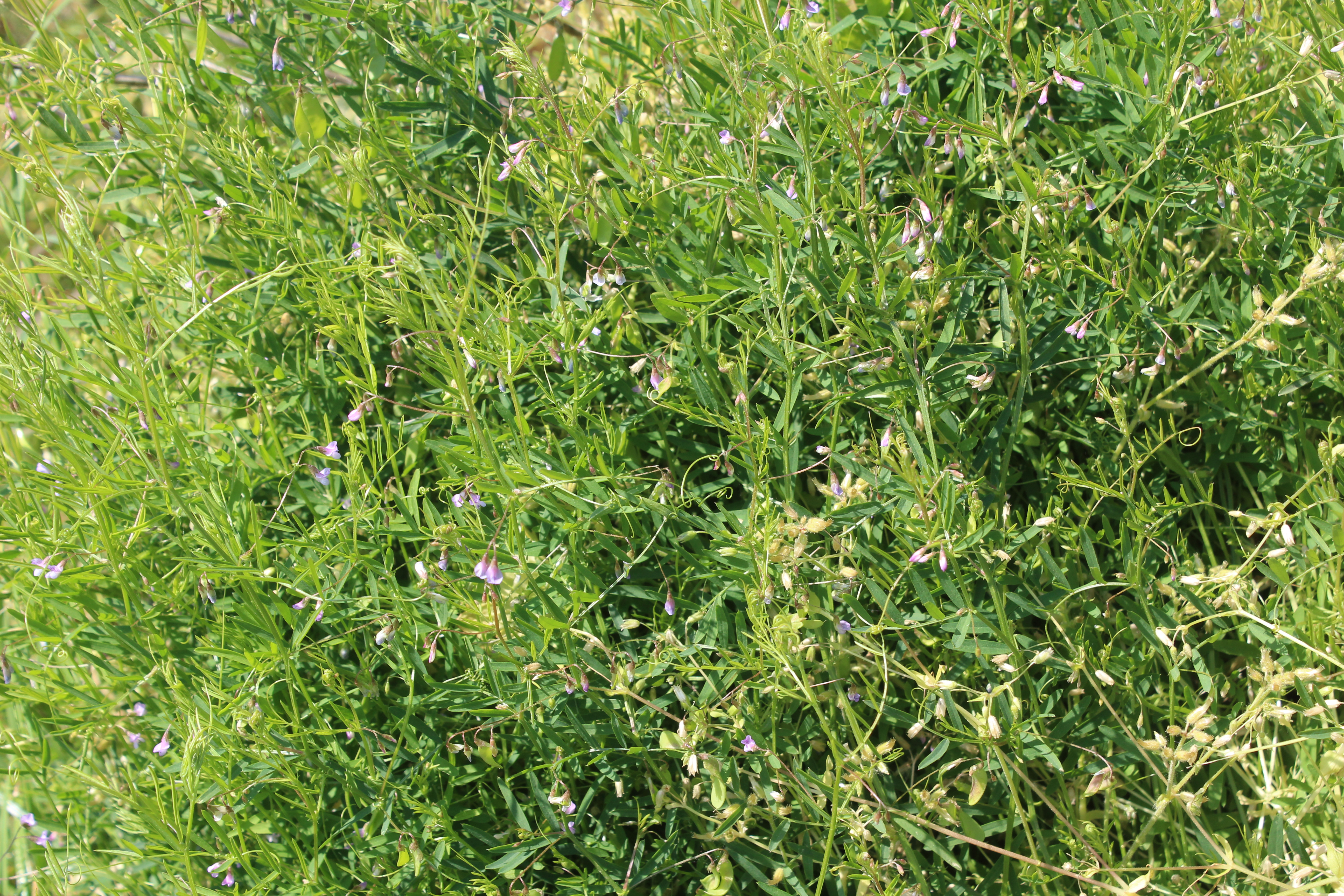 Vicia tetrasperma (door Niels Jeurink)