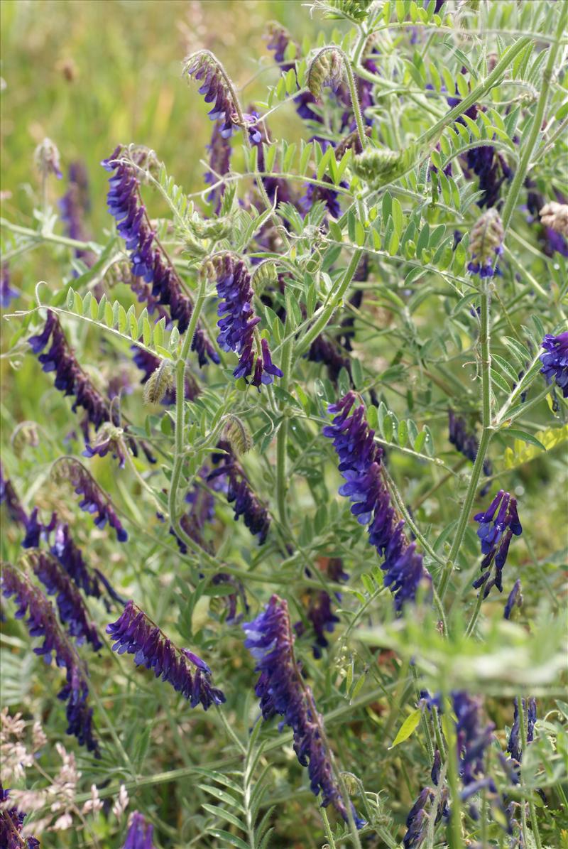 Vicia villosa (door Adrie van Heerden)