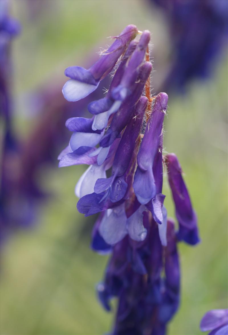 Vicia villosa (door Adrie van Heerden)