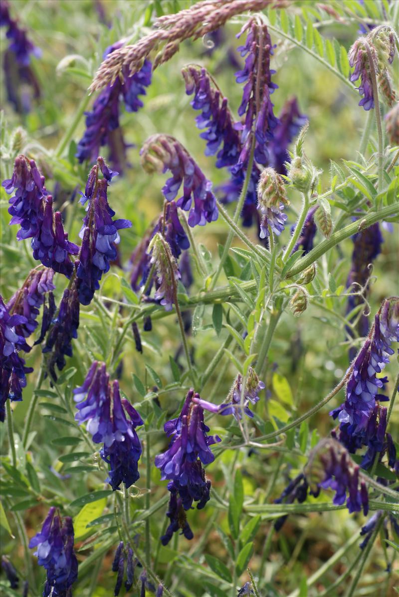 Vicia villosa (door Adrie van Heerden)