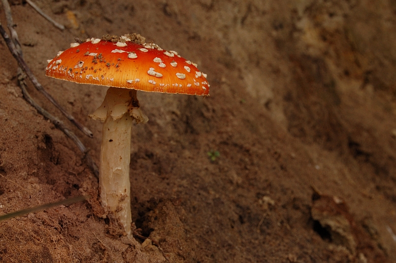 Amanita muscaria (door Hans Wezenbeek)