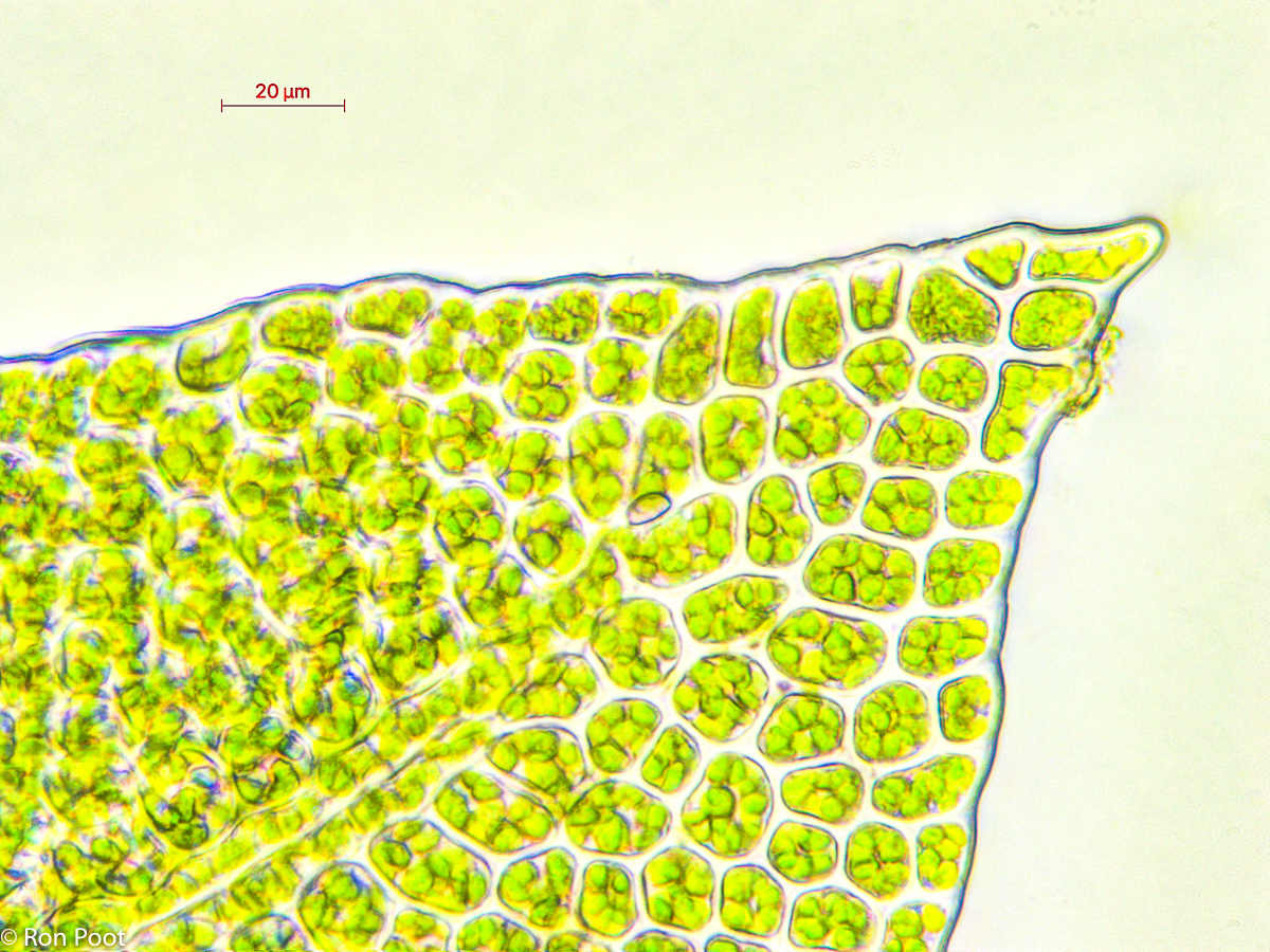 Tetraphis pellucida (door Ron Poot)