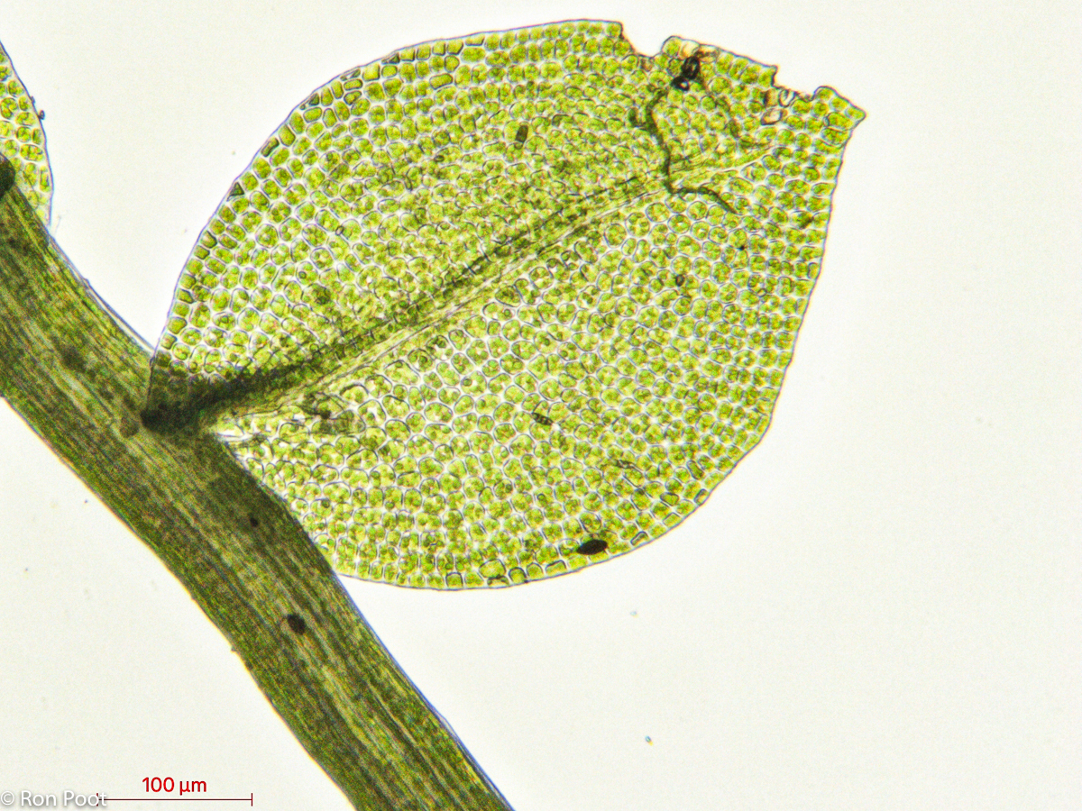 Tetraphis pellucida (door Ron Poot)