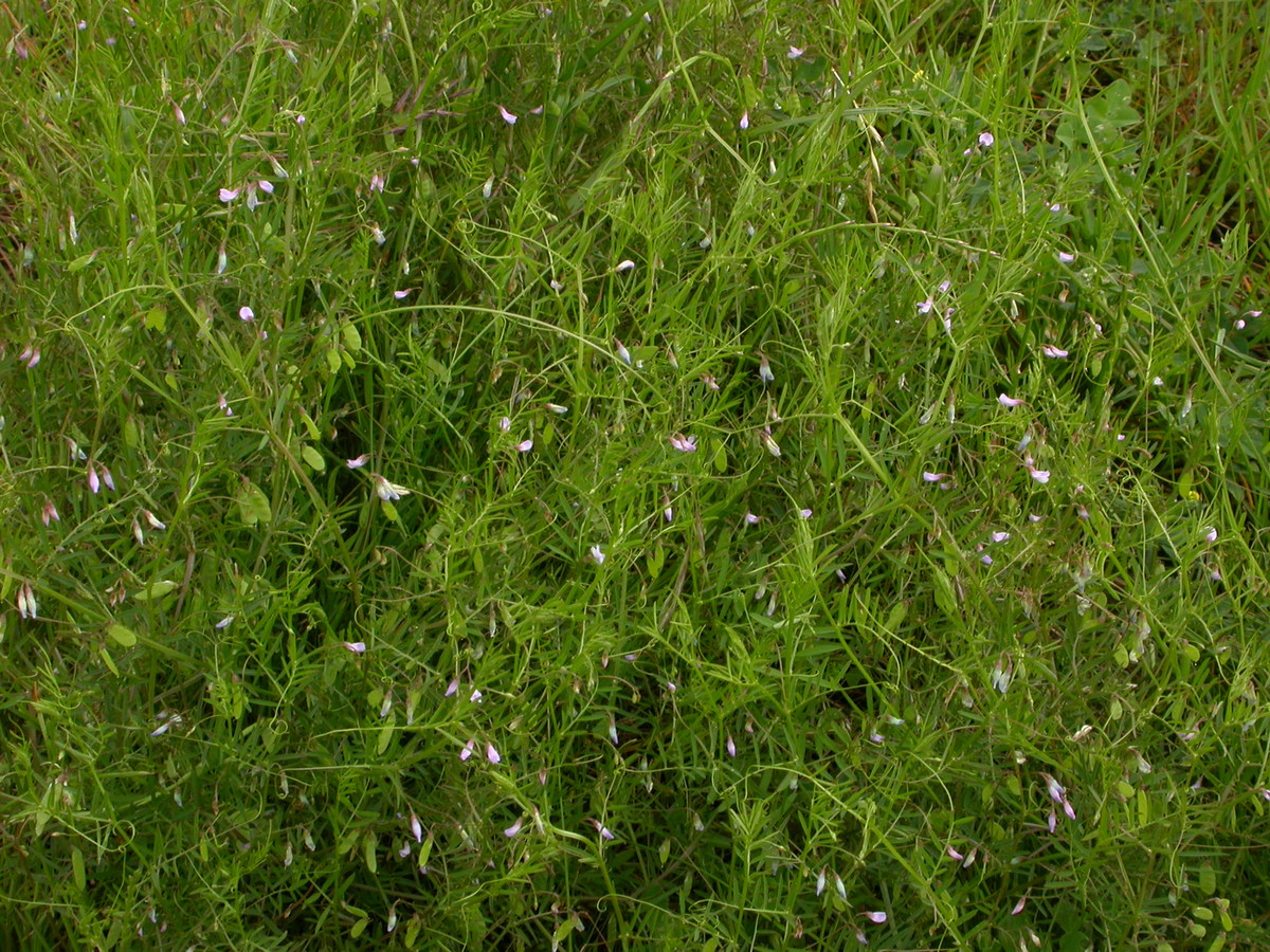 Vicia tetrasperma subsp. tetrasperma (door Peter Meininger)