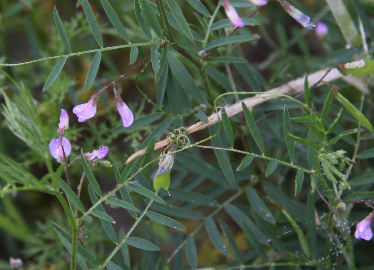 Vicia tetrasperma subsp. tetrasperma (door Peter Meininger)