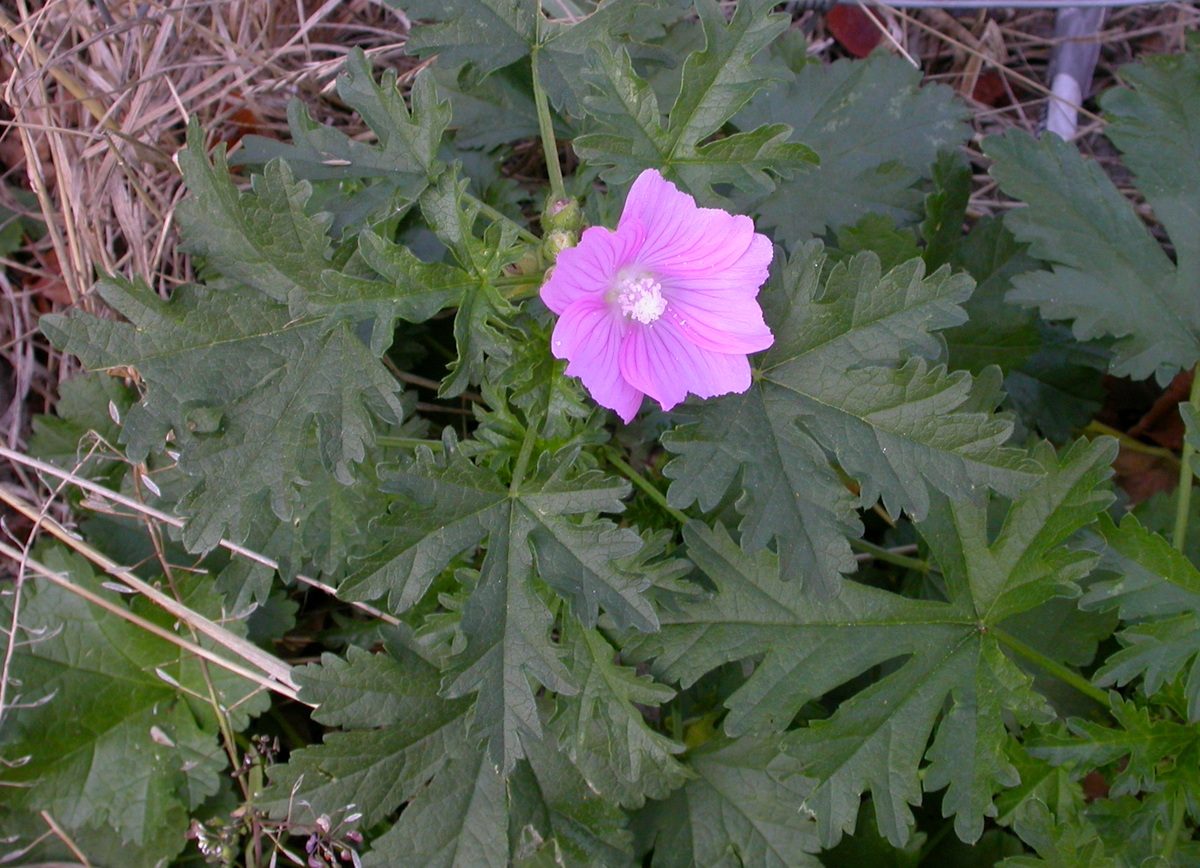 Malva alcea (door Peter Meininger)