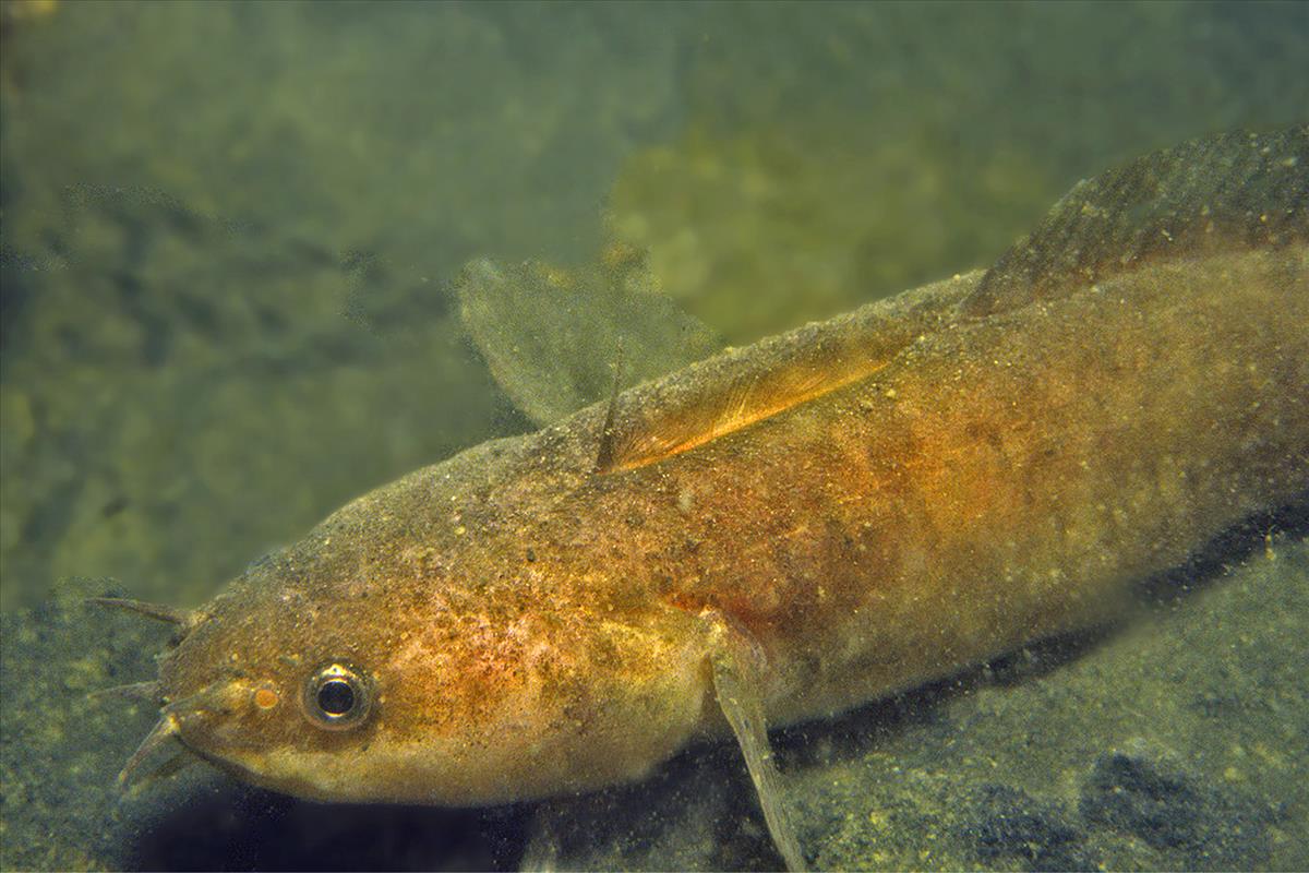 Ciliata mustela (door Marion Haarsma)