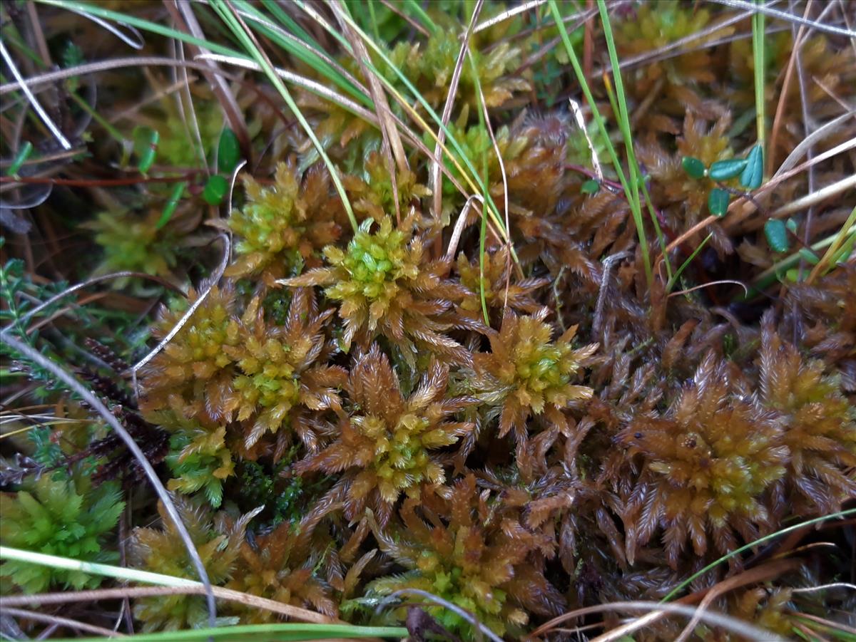 Sphagnum pulchrum (door Maarten Langbroek)