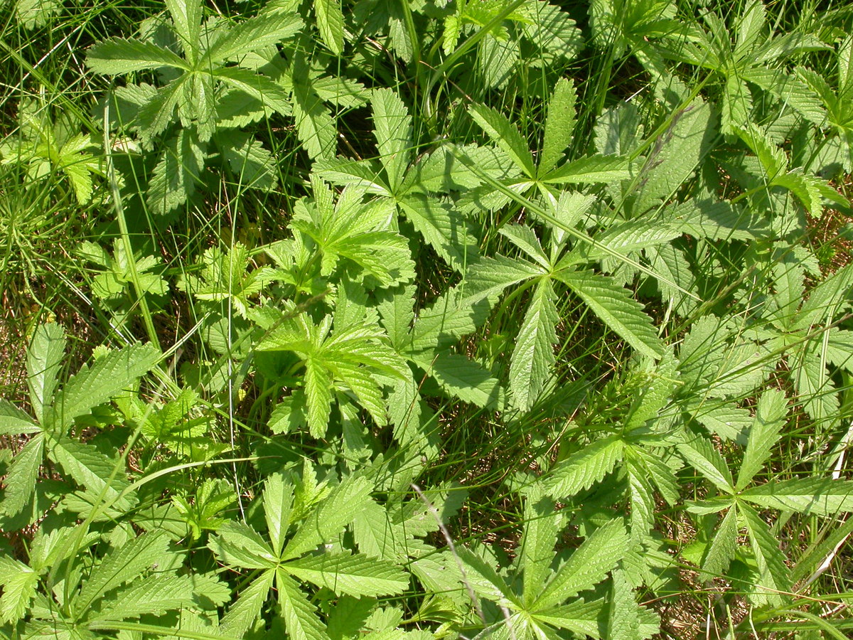 Potentilla reptans (door Peter Meininger)