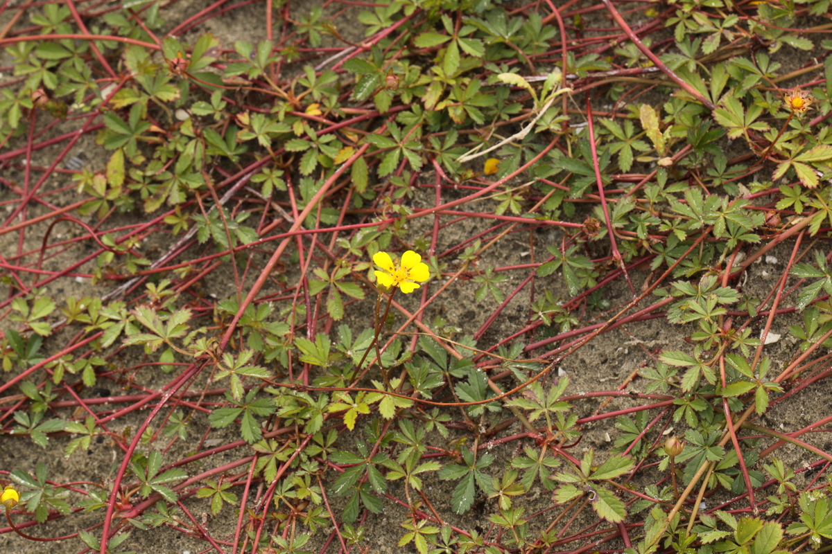 Potentilla reptans (door Peter Meininger)