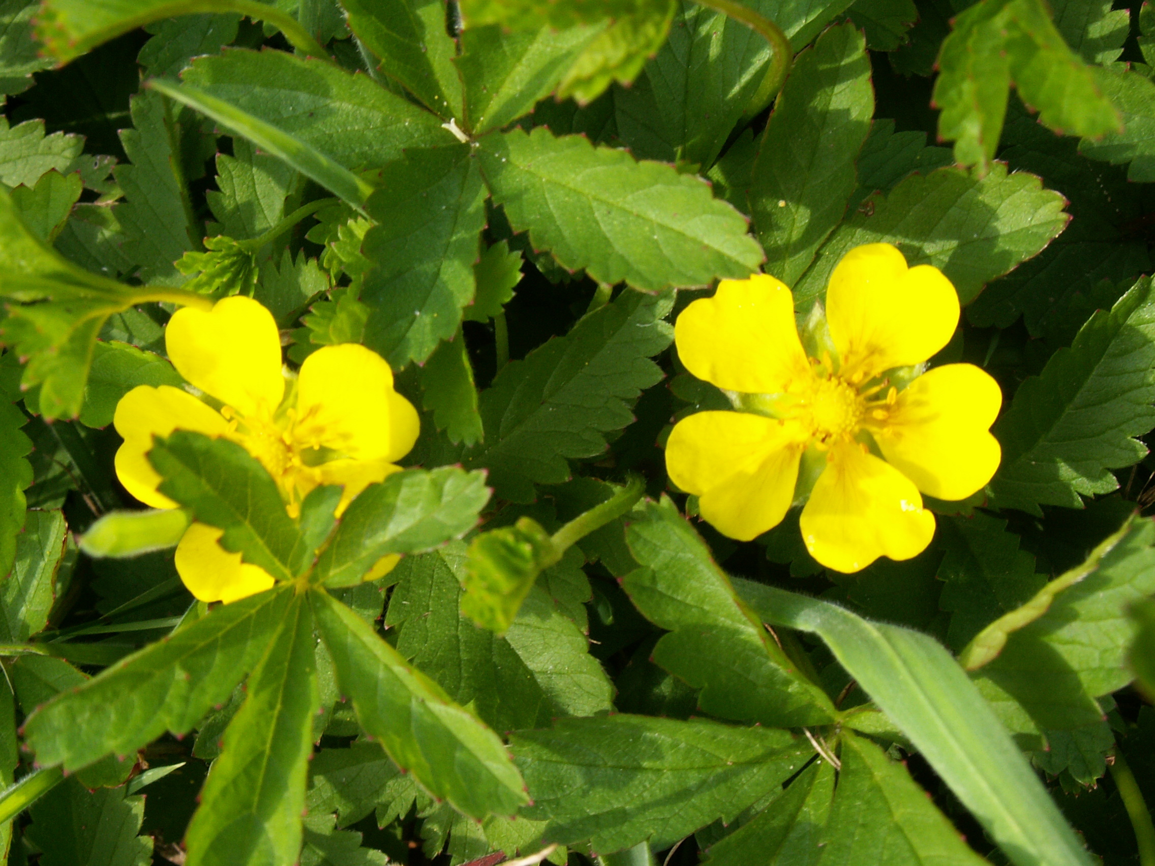 Potentilla reptans (door Han Beeuwkes)