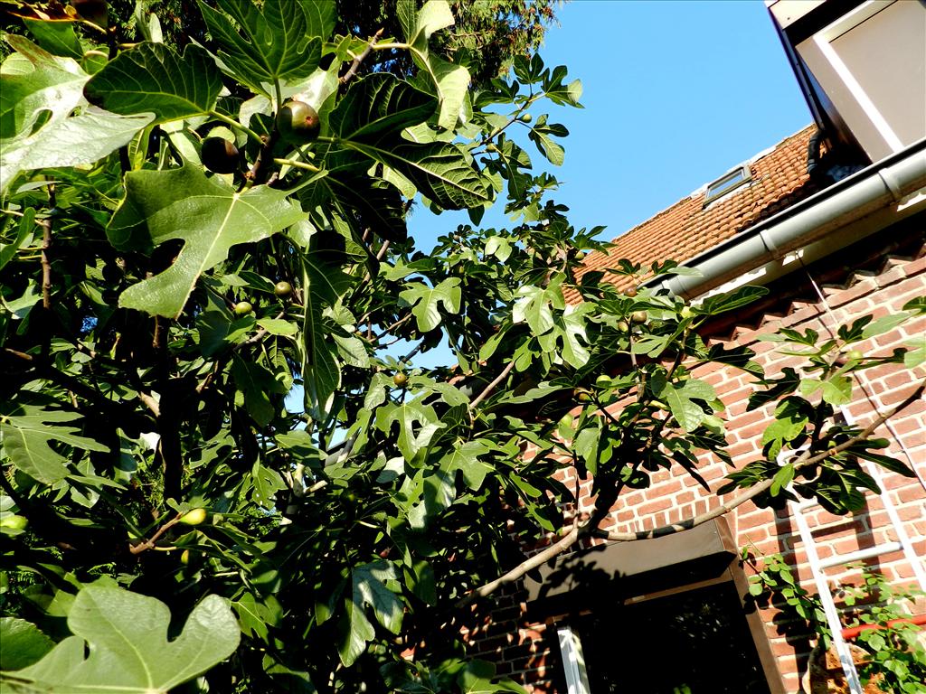 Ficus carica (door Toon Verrijdt)