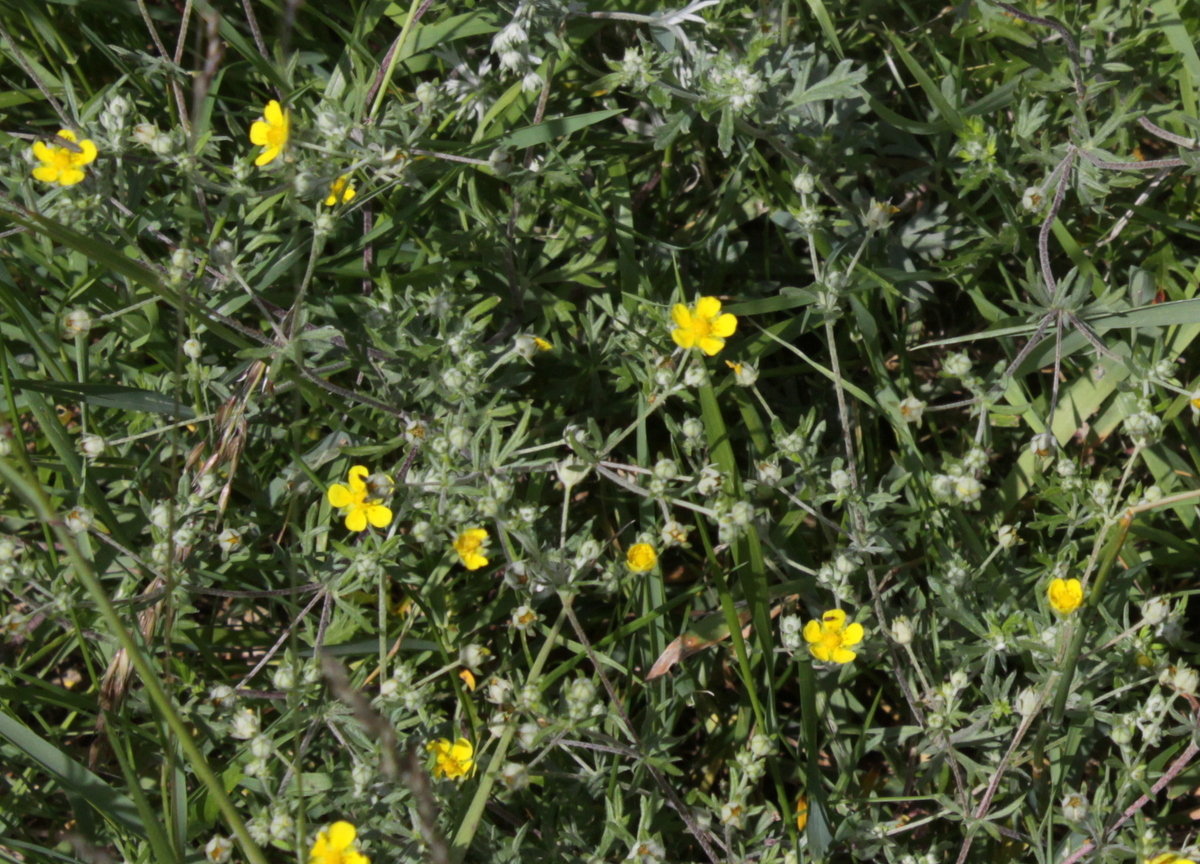 Potentilla argentea (door Peter Meininger)