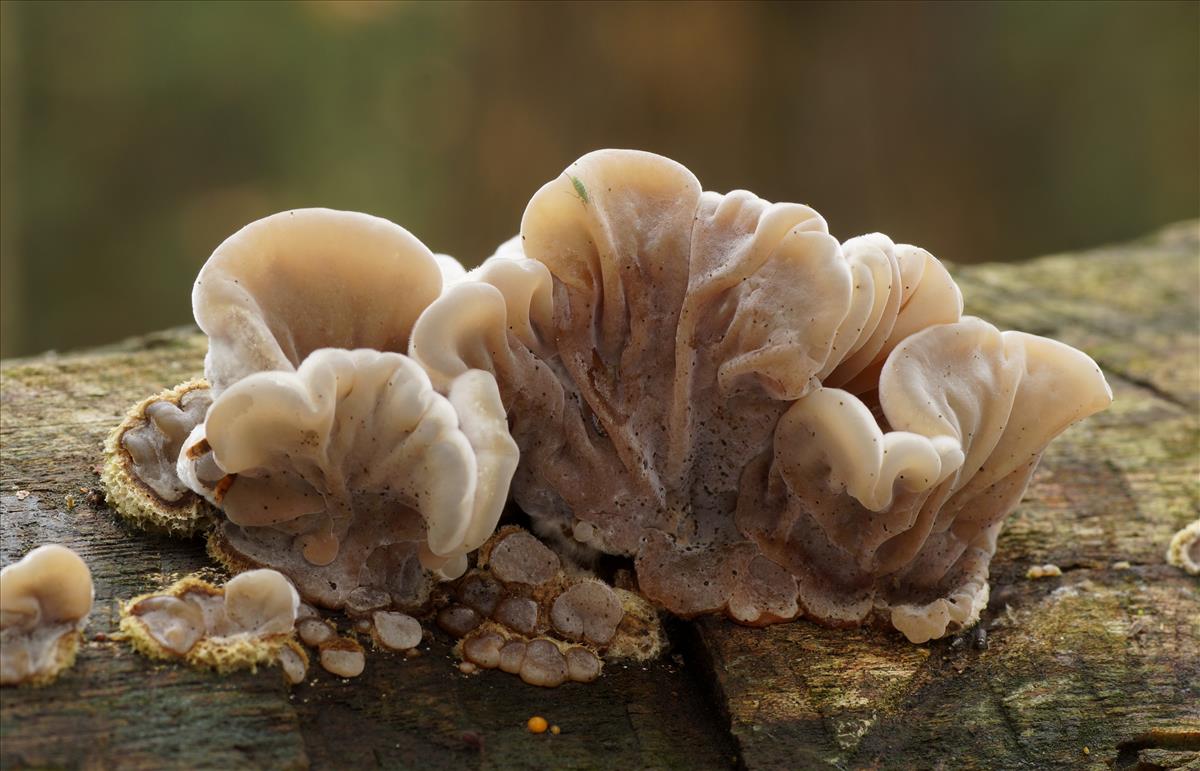 Auricularia mesenterica (door jelle bakker)