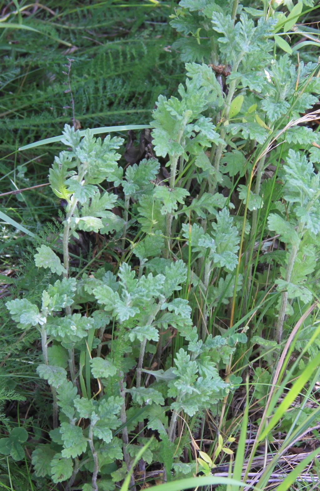 Jacobaea erucifolia (door Peter Meininger)