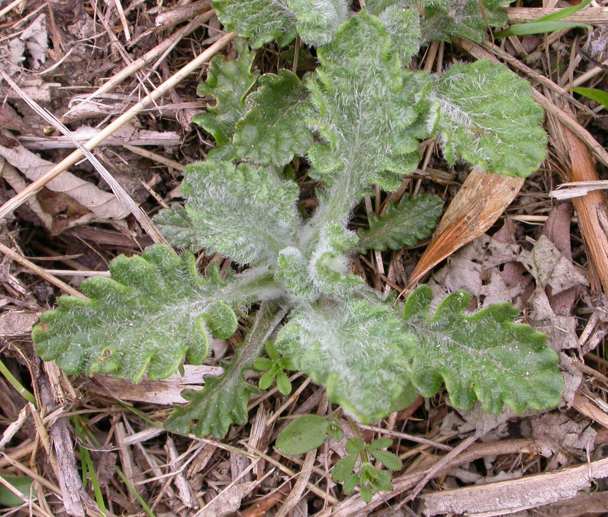 Jacobaea erucifolia (door Peter Meininger)