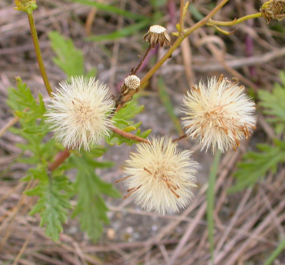 Jacobaea erucifolia (door Peter Meininger)