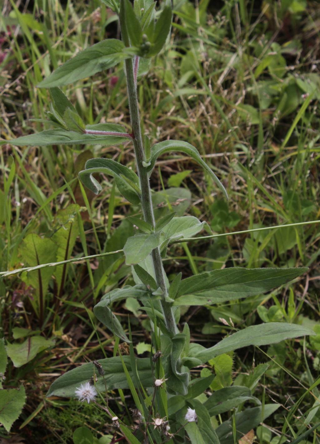 Epilobium parviflorum (door Peter Meininger)