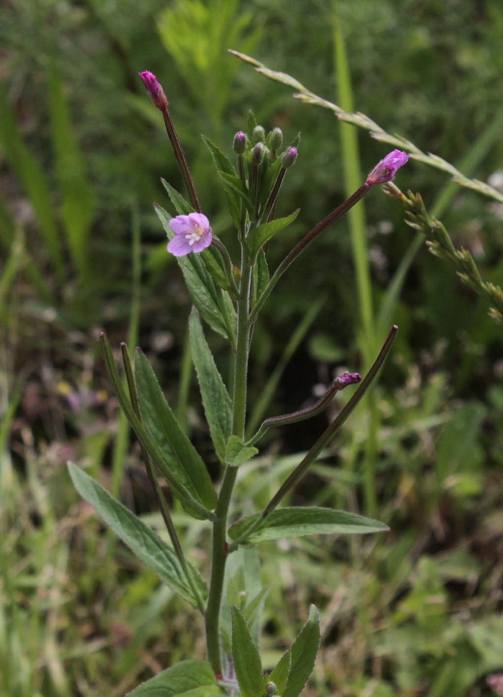 Epilobium parviflorum (door Peter Meininger)