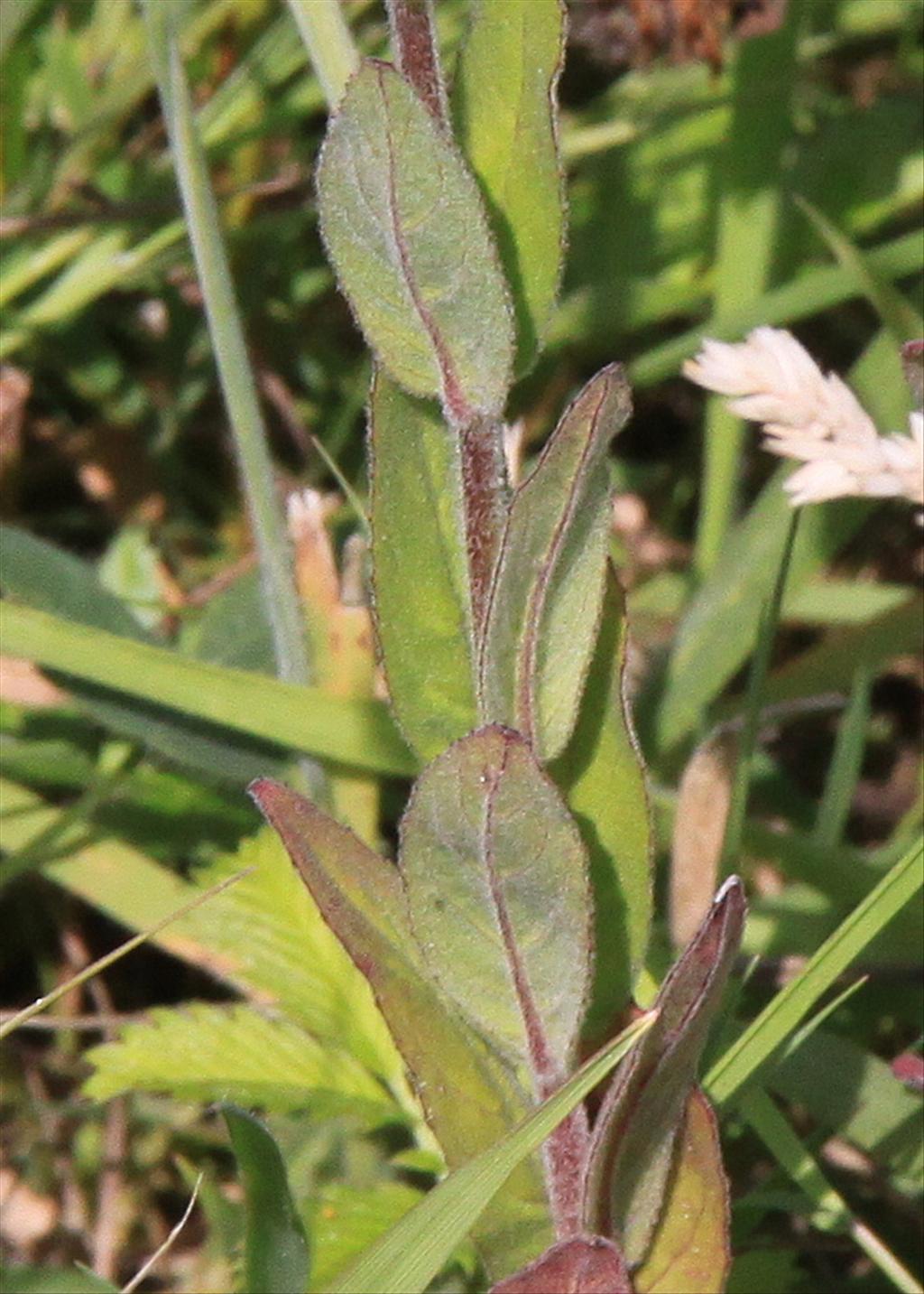 Epilobium parviflorum (door Peter Meininger)