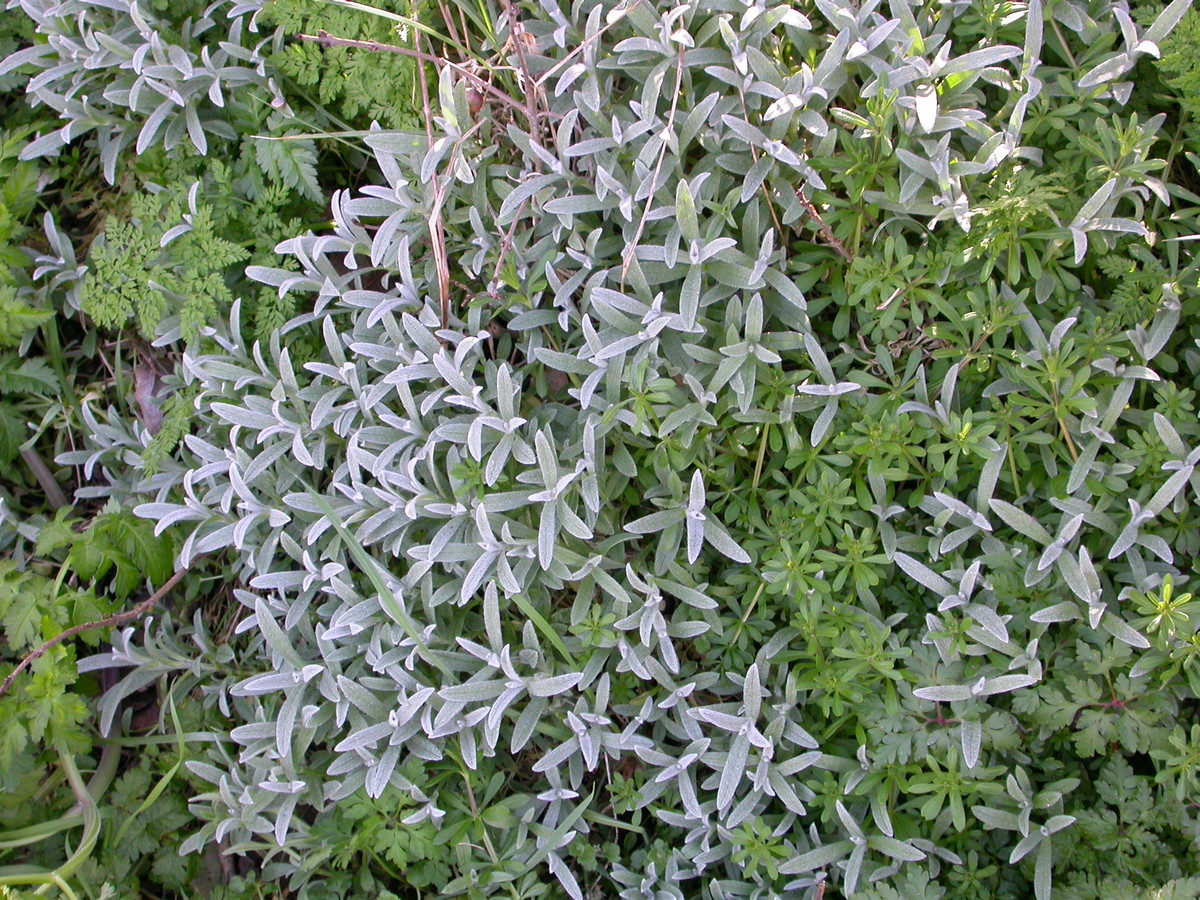 Cerastium tomentosum (door Peter Meininger)