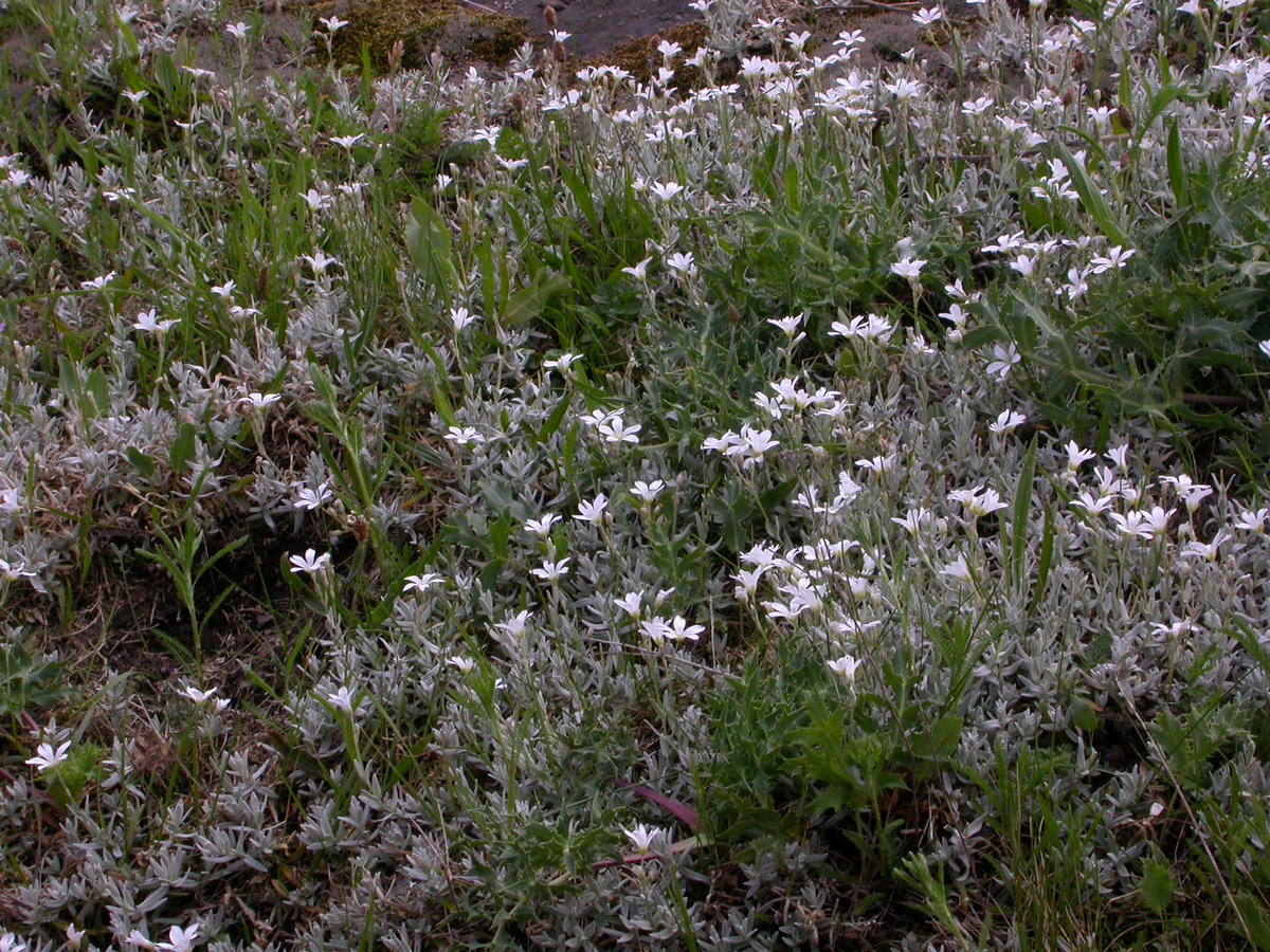 Cerastium tomentosum (door Peter Meininger)