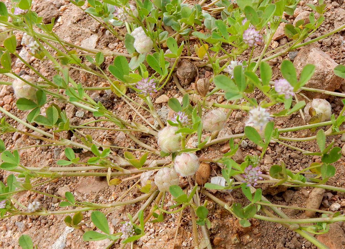 Trifolium tomentosum (door Peter Meininger)