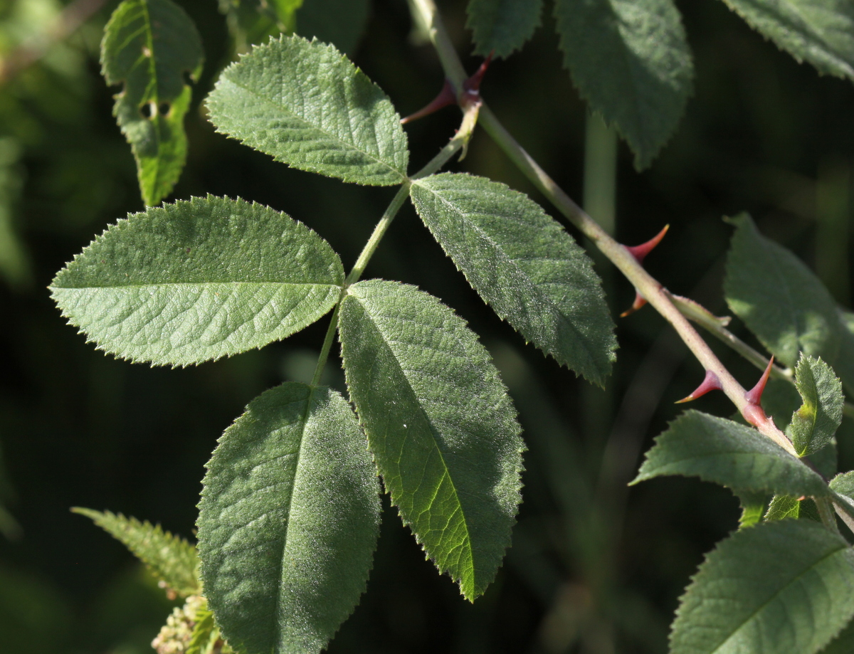 Rosa tomentosa (door Peter Meininger)