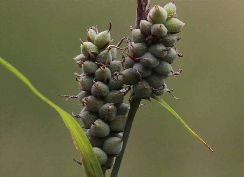 Carex tomentosa (door Peter Meininger)