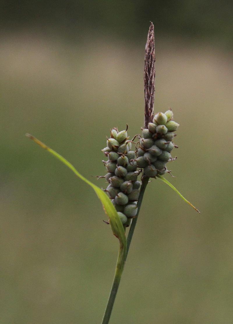 Carex tomentosa (door Peter Meininger)