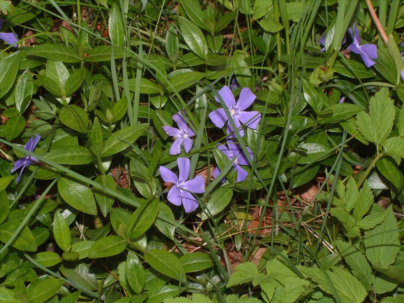 Vinca minor (door Adrie van Heerden)