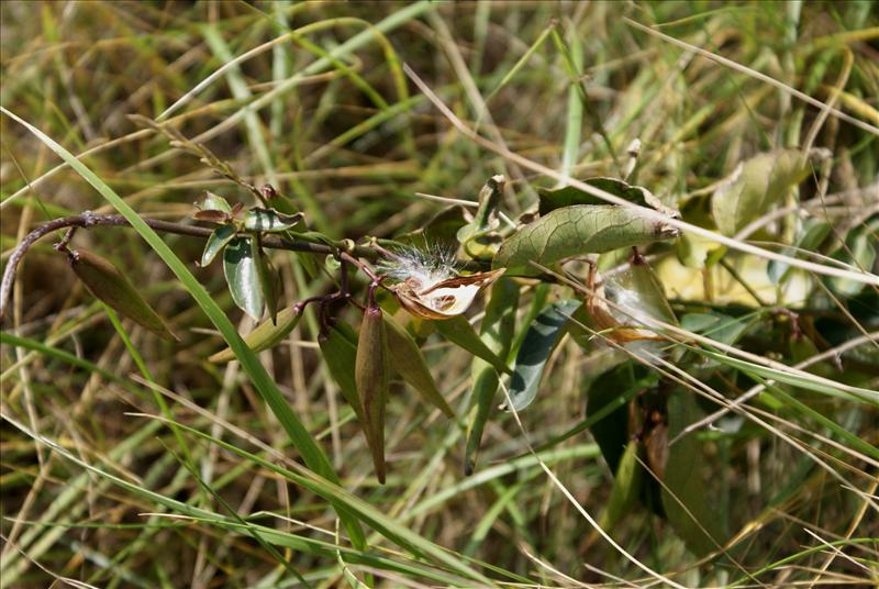 Vincetoxicum nigrum (door Adrie van Heerden)