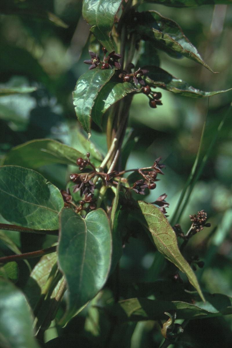 Vincetoxicum nigrum (door Adrie van Heerden)