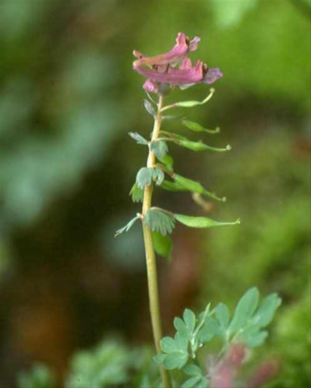 Corydalis solida (door Willem Braam)