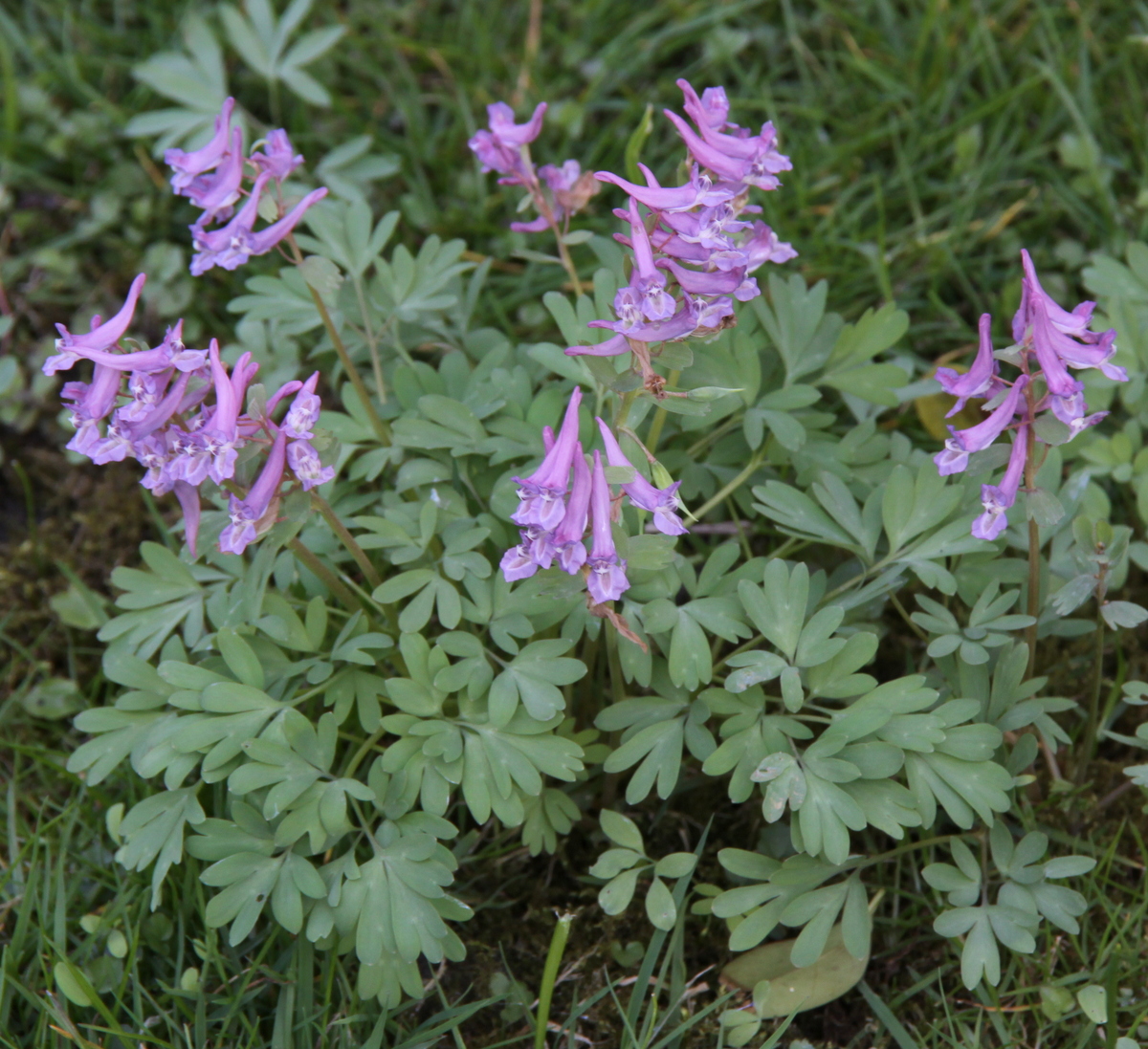 Corydalis solida (door Peter Meininger)