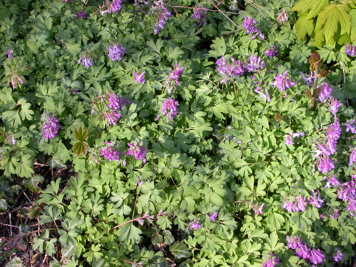 Corydalis solida (door Peter Meininger)