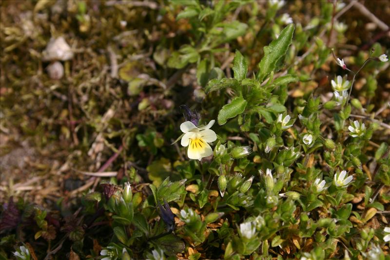 Viola arvensis (door Niels Jeurink)