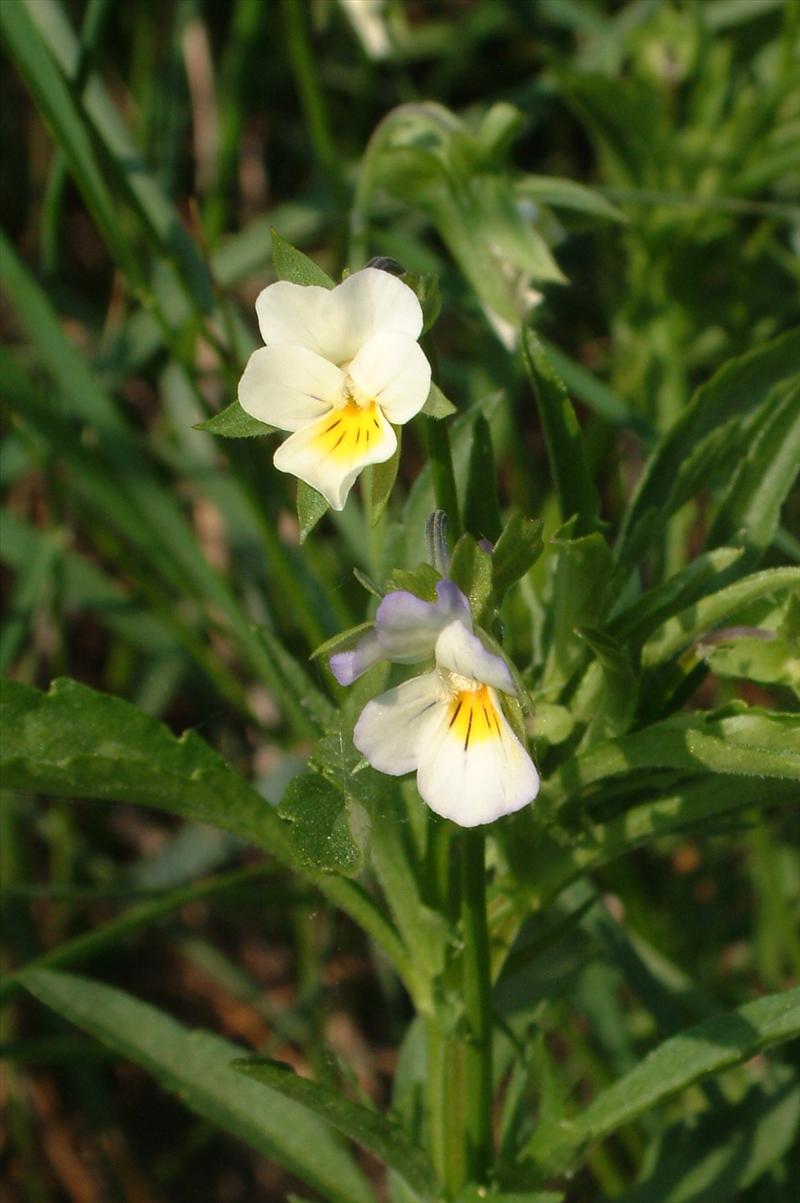 Viola arvensis (door Adrie van Heerden)