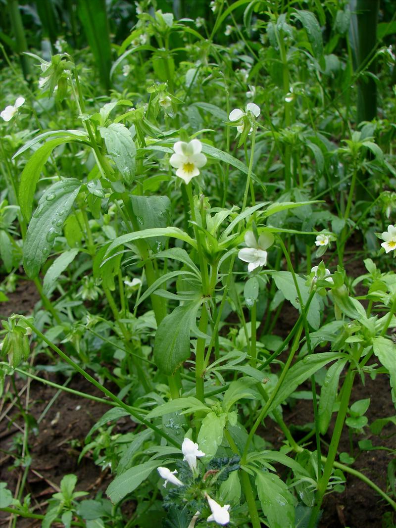 Viola arvensis (door Adrie van Heerden)