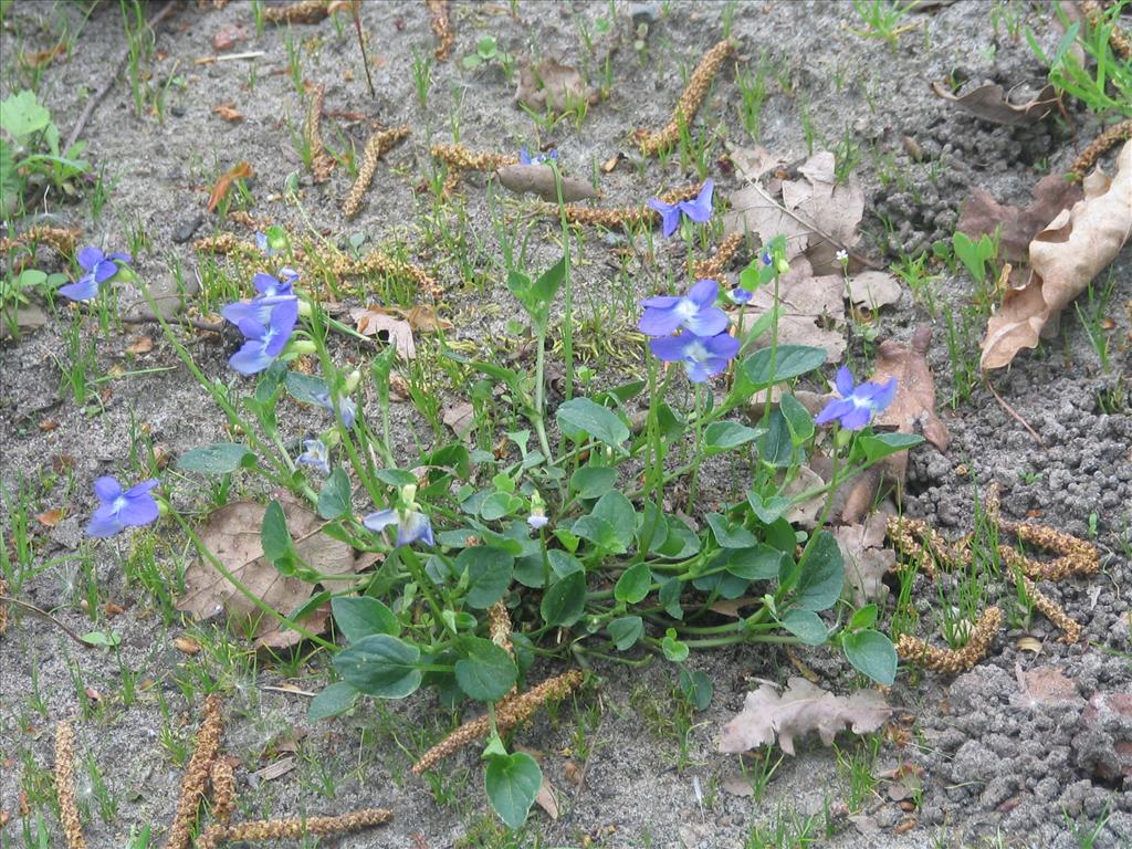 Viola canina (door Pieter Stolwijk)