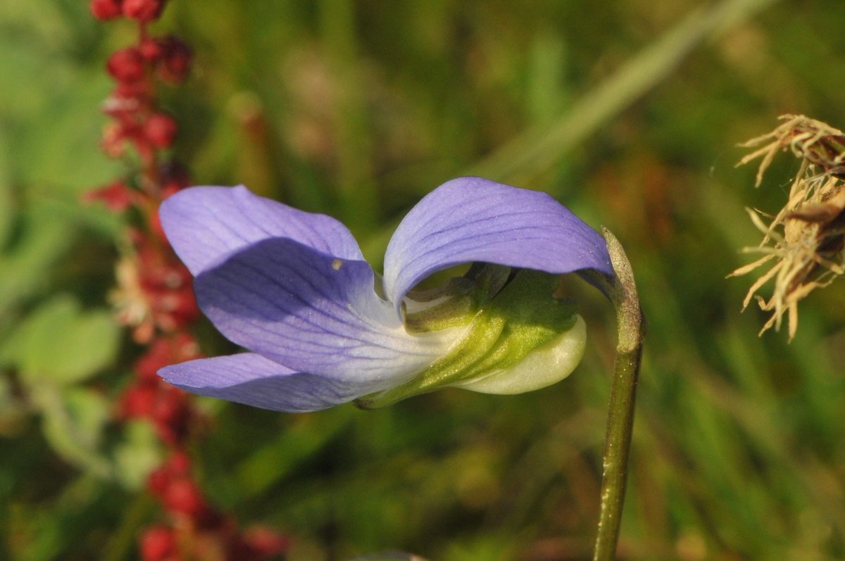 Viola canina (door Hans Toetenel)