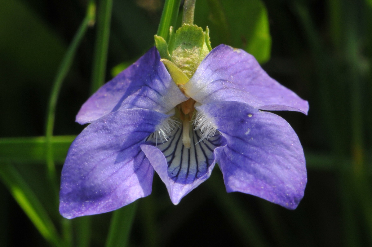 Viola canina (door Hans Toetenel)