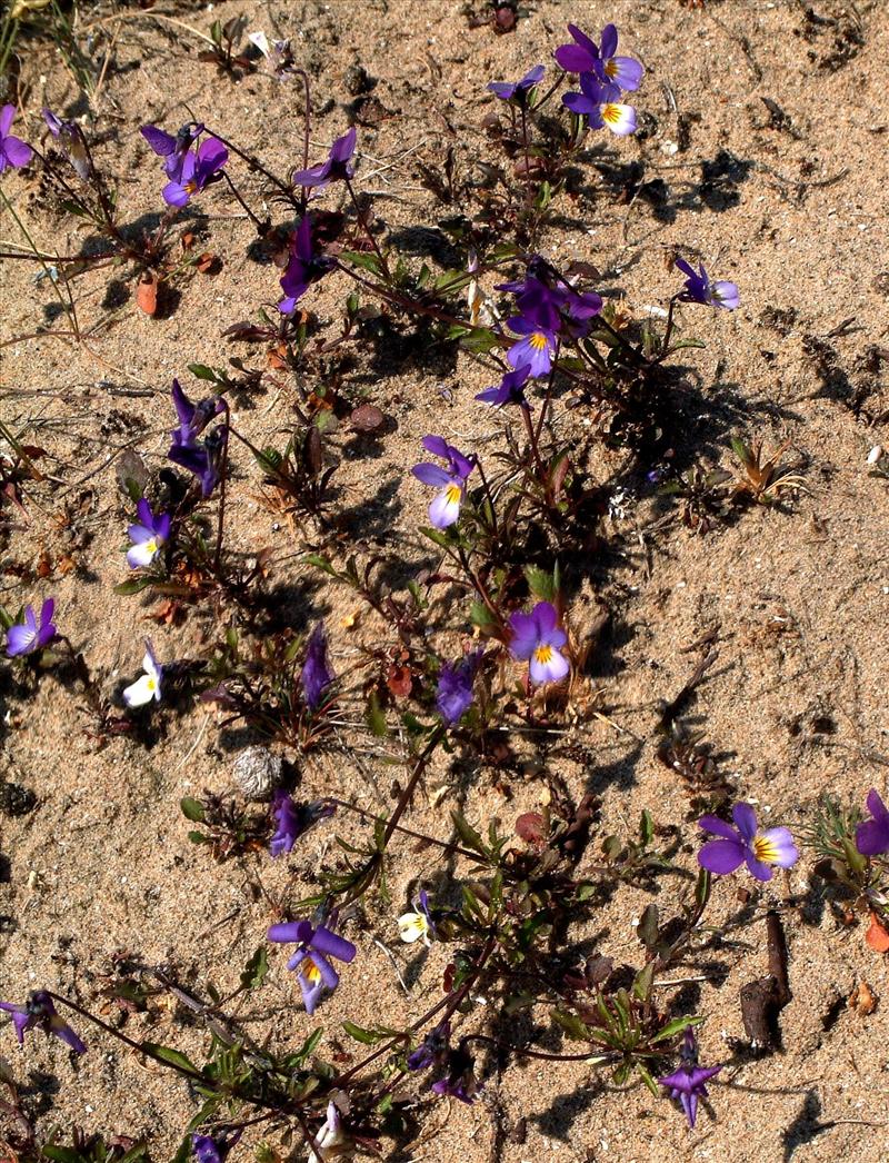 Viola tricolor subsp. curtisii (door Adrie van Heerden)